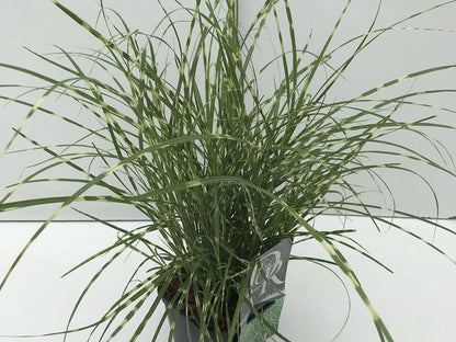 Chinees Riet / Sierriet (Miscanthus Sinensis 'Little Zebra')