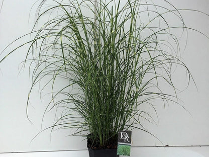  Chinees Riet / Sierriet (Miscanthus Sinensis 'Little Zebra')