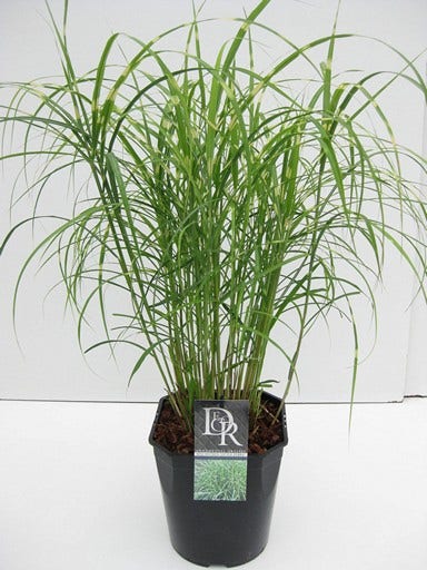  Chinees Riet / Sierriet (Miscanthus Sinensis 'Little Zebra')