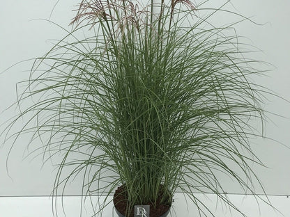  Prachtriet (Miscanthus Sinensis 'Red Cloud')
