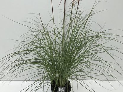 Prachtriet (Miscanthus Sinensis 'Red Cloud')