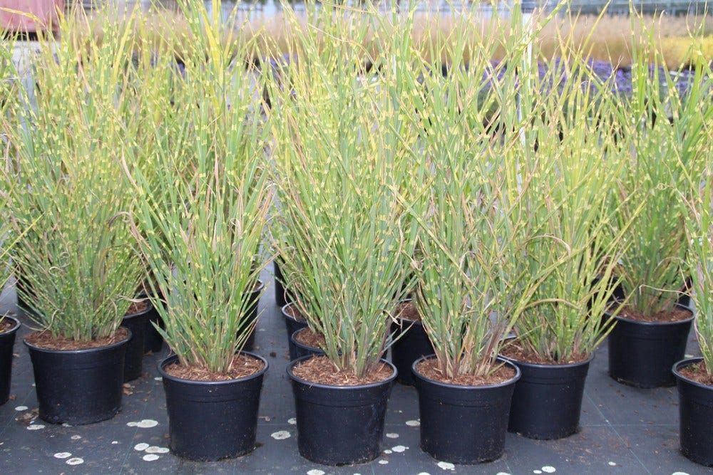  Prachtriet / Chinees Riet (Miscanthus Sinensis 'Strictus')