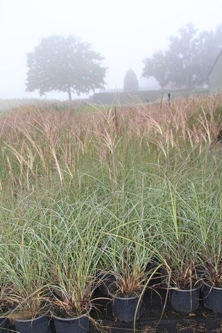  Prachtriet (Miscanthus Sinensis 'Adagio')