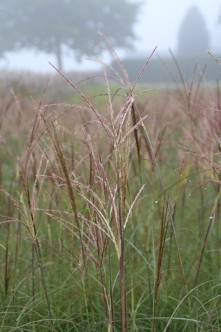  Prachtriet (Miscanthus Sinensis 'Adagio')