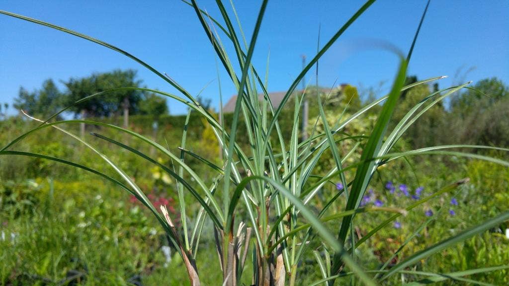  Prachtriet (Miscanthus Sinensis 'Adagio')