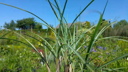  Prachtriet (Miscanthus Sinensis 'Adagio')