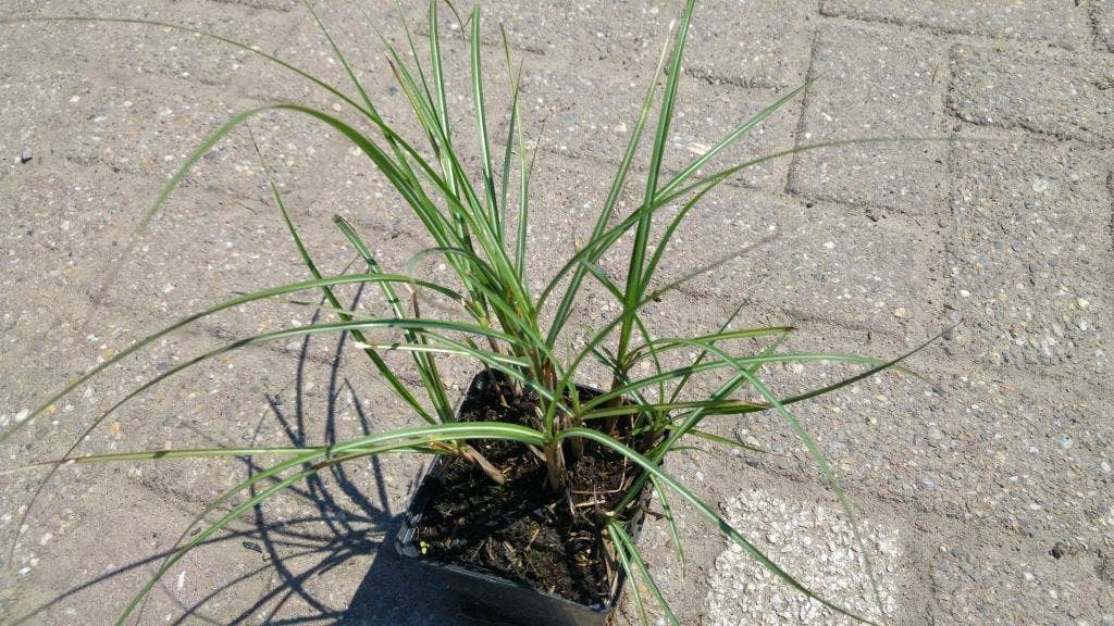  Prachtriet (Miscanthus Sinensis 'Adagio')