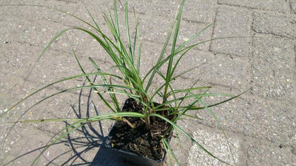  Prachtriet (Miscanthus Sinensis 'Adagio')