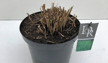  Prachtriet / Chinees Riet (Miscanthus Sinensis 'Strictus')