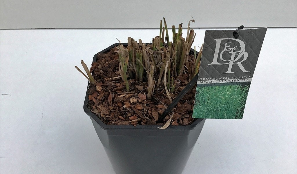  Prachtriet / Chinees Riet (Miscanthus Sinensis 'Strictus')