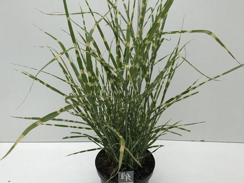  Prachtriet / Chinees Riet (Miscanthus Sinensis 'Strictus')