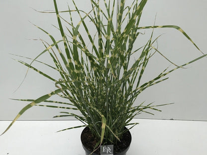  Prachtriet / Chinees Riet (Miscanthus Sinensis 'Strictus')