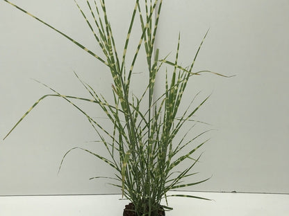  Prachtriet / Chinees Riet (Miscanthus Sinensis 'Strictus')