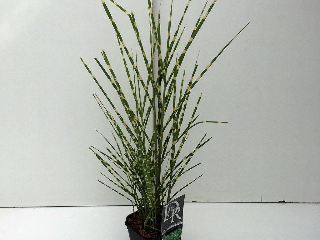  Prachtriet / Chinees Riet (Miscanthus Sinensis 'Strictus')