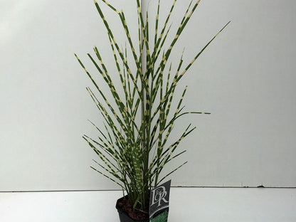  Prachtriet / Chinees Riet (Miscanthus Sinensis 'Strictus')