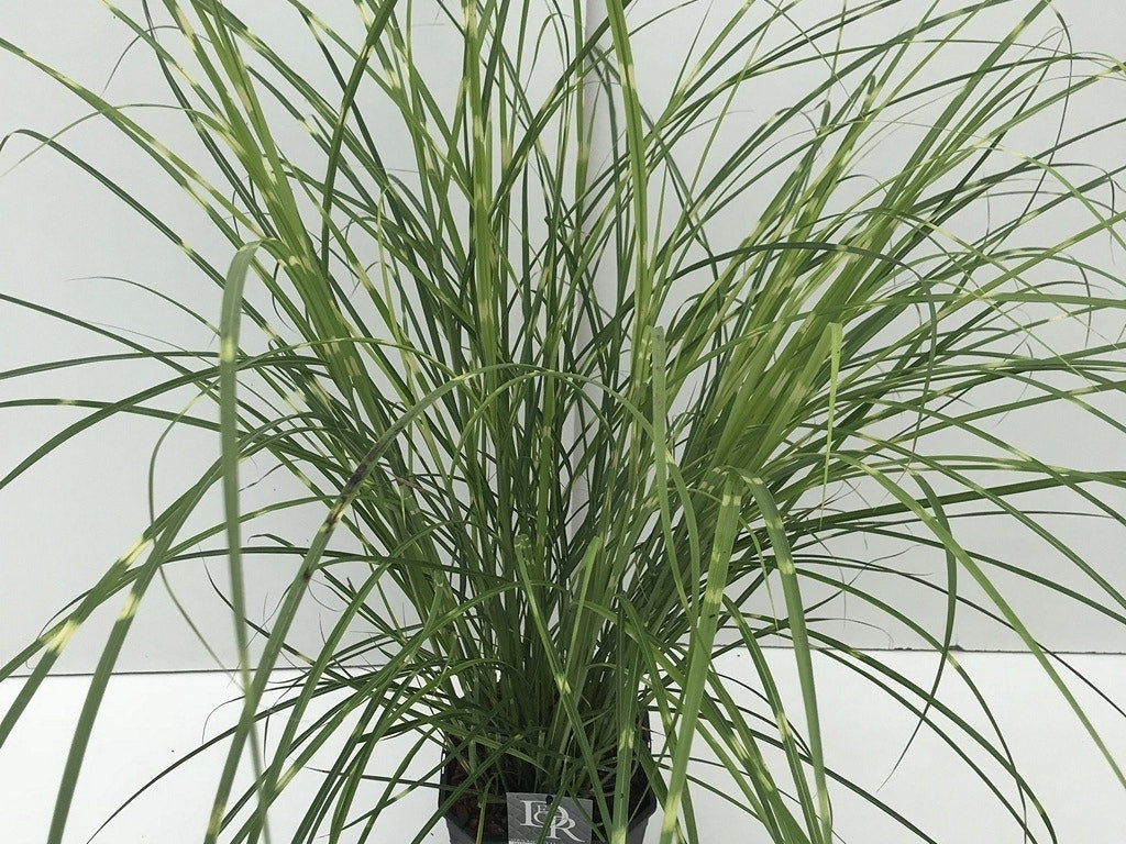  Prachtriet / Chinees Riet (Miscanthus Sinensis 'Strictus')