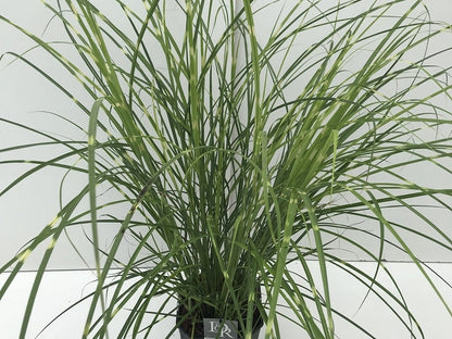  Prachtriet / Chinees Riet (Miscanthus Sinensis 'Strictus')