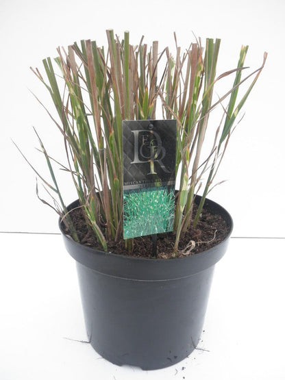  Prachtriet / Chinees Riet (Miscanthus Sinensis 'Strictus')