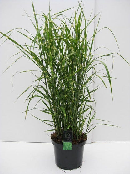  Prachtriet / Chinees Riet (Miscanthus Sinensis 'Strictus')