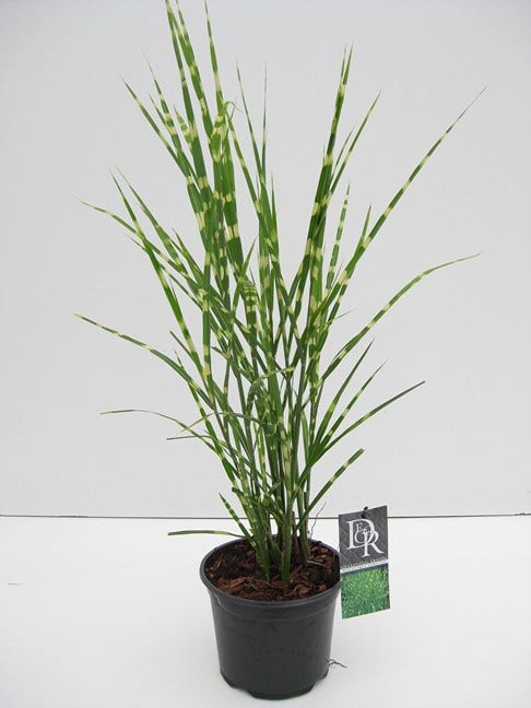  Prachtriet / Chinees Riet (Miscanthus Sinensis 'Strictus')
