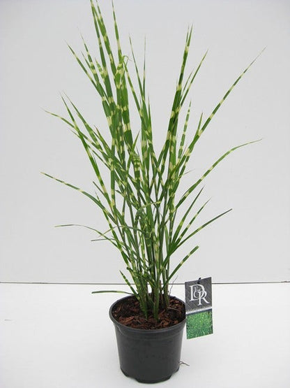 Prachtriet / Chinees Riet (Miscanthus Sinensis 'Strictus')