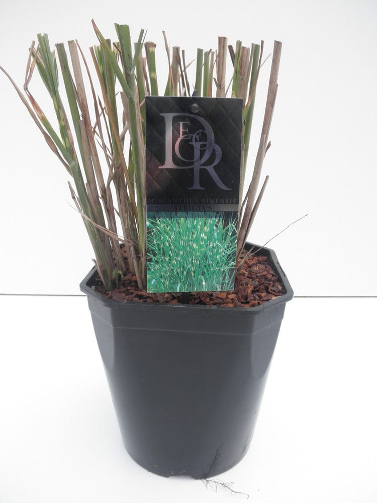 Prachtriet / Chinees Riet (Miscanthus Sinensis 'Strictus')