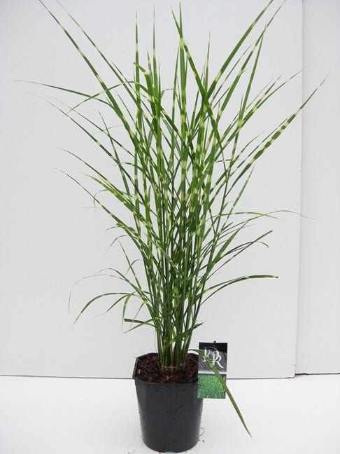  Prachtriet / Chinees Riet (Miscanthus Sinensis 'Strictus')