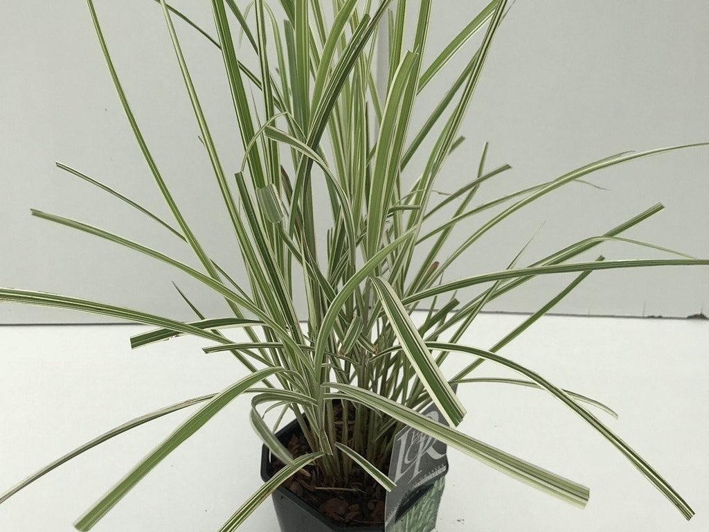  Prachtriet, Olifantgras (Miscanthus Sinensis 'Variegatus')