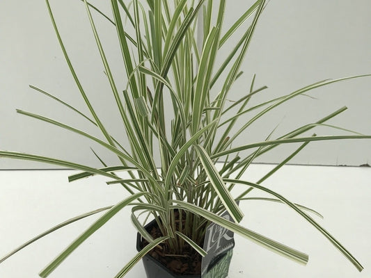  Prachtriet, Olifantgras (Miscanthus Sinensis 'Variegatus')