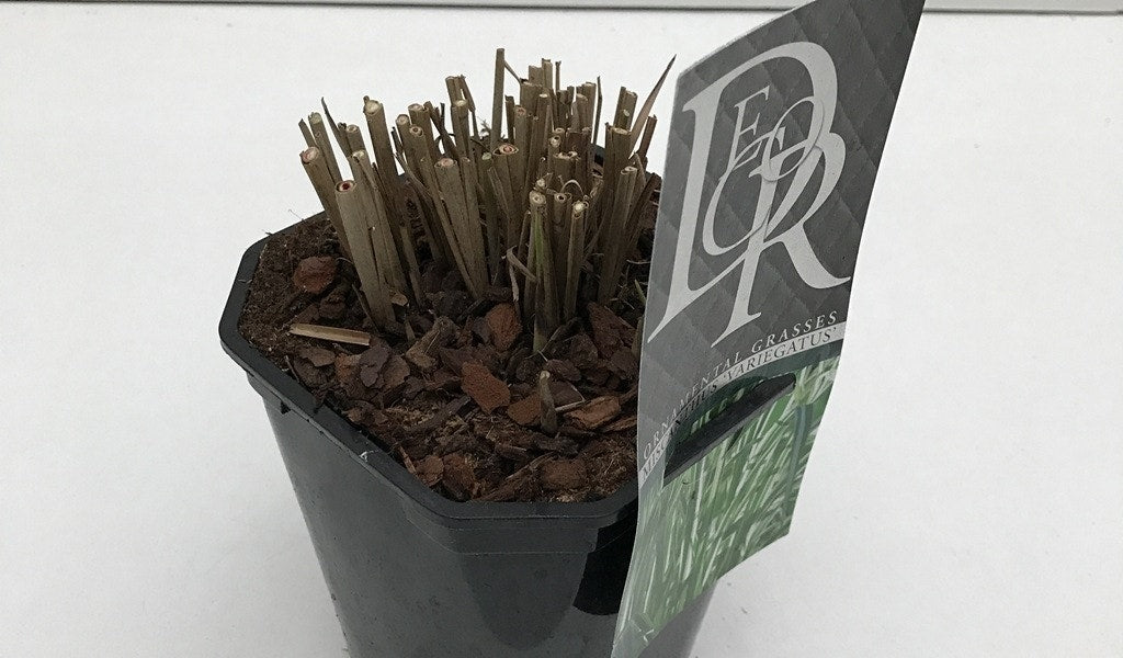  Prachtriet, Olifantgras (Miscanthus Sinensis 'Variegatus')