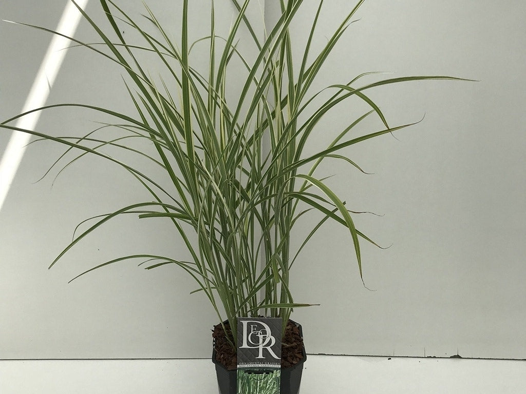  Prachtriet, Olifantgras (Miscanthus Sinensis 'Variegatus')