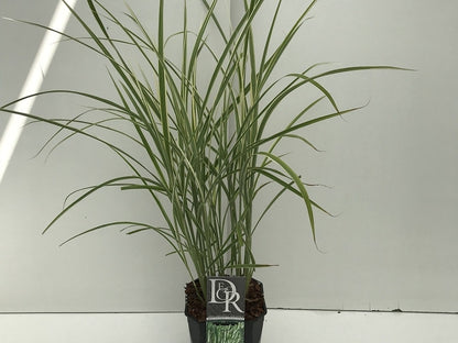 Prachtriet, Olifantgras (Miscanthus Sinensis 'Variegatus')