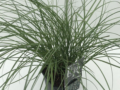  Chinees Riet, Sierriet (Miscanthus Sinensis 'Yaku Jima')
