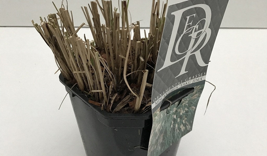  Chinees Riet, Sierriet (Miscanthus Sinensis 'Yaku Jima')