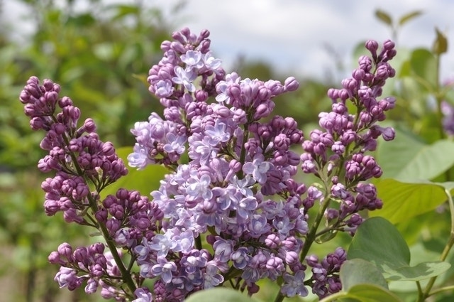  Sering (Syringa Vulgaris 'Mme Antoine Buchner')