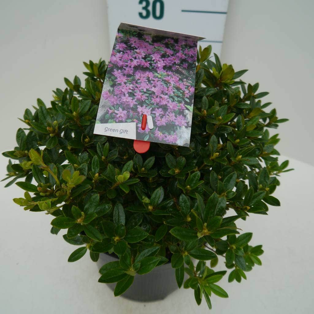  Dwergrhododendron (Rhododendron 'Moerheim')