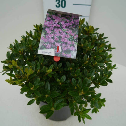  Dwergrhododendron (Rhododendron 'Moerheim')