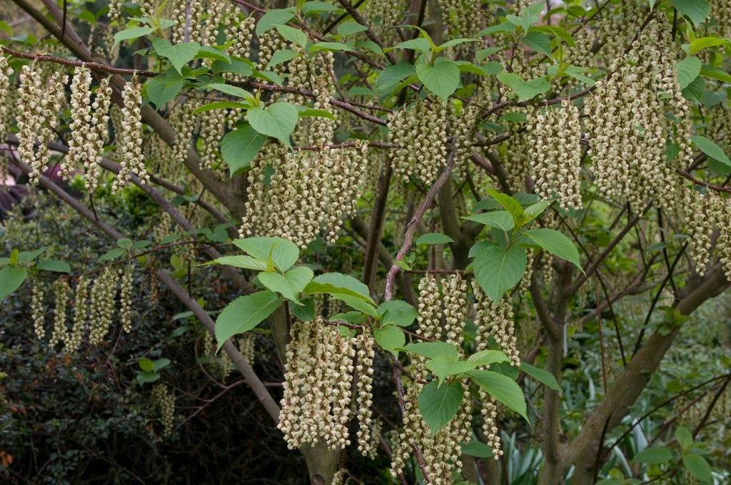  Staartaar (Stachyurus Praecox)