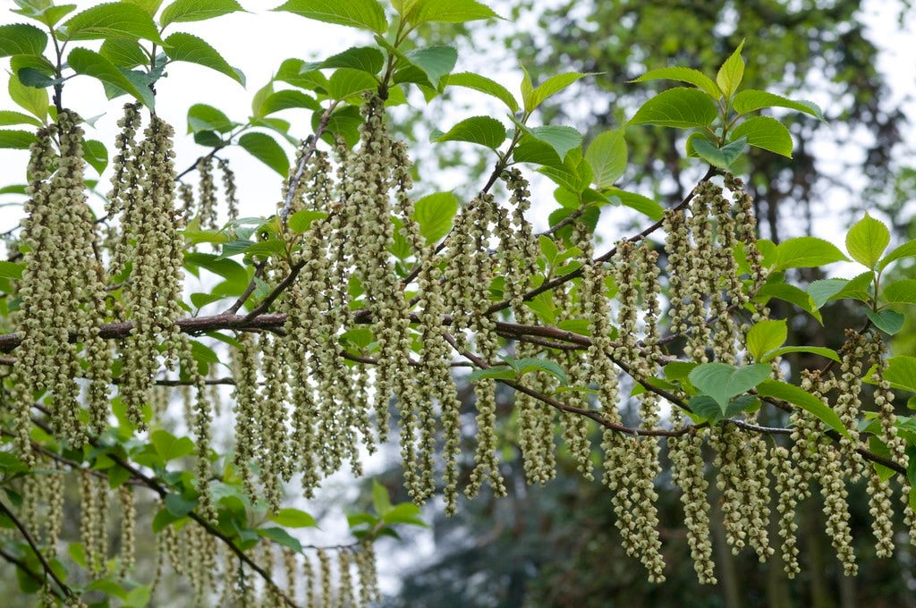  Staartaar (Stachyurus Praecox)