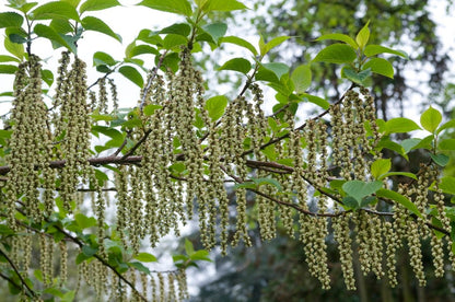  Staartaar (Stachyurus Praecox)