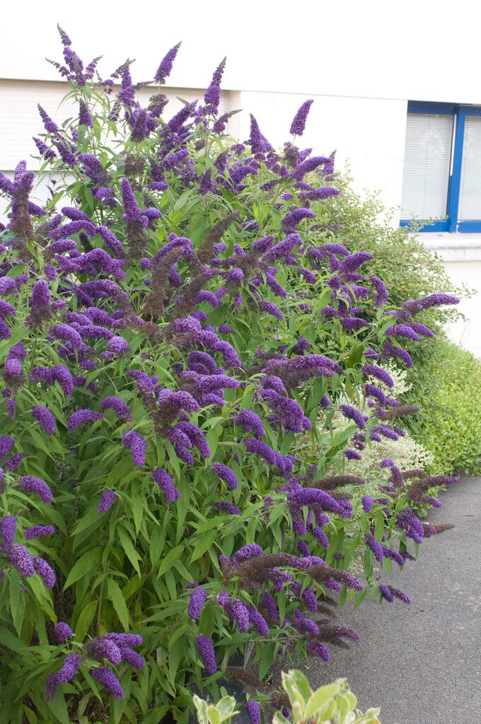  Vlinderstruik (Buddleja Davidii 'Adonis Blue')