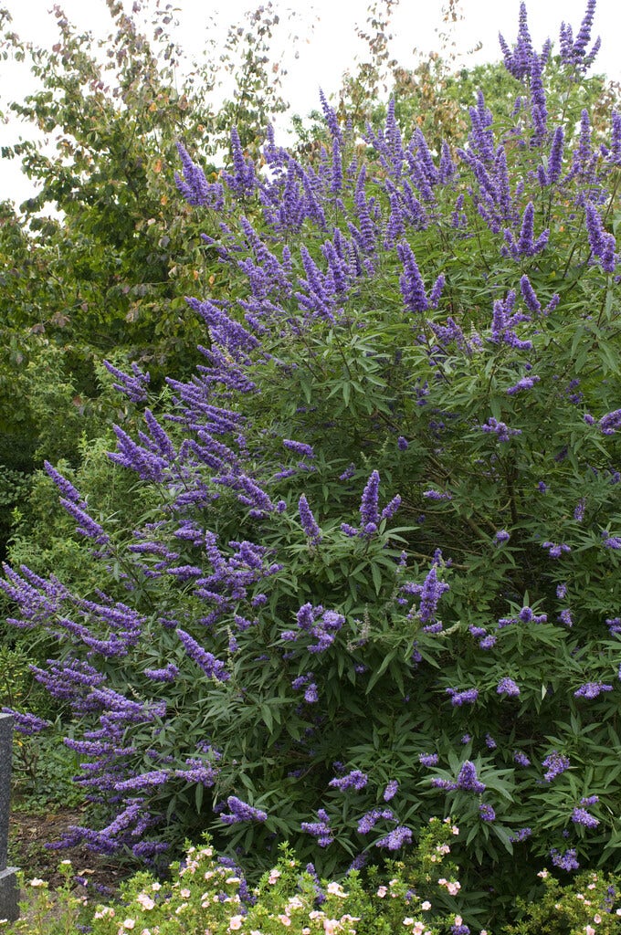  Monikkenpeper (Vitex Agnus-castus)