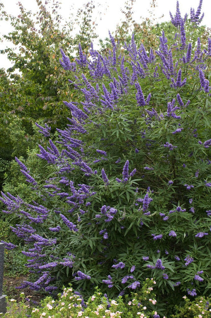  Monikkenpeper (Vitex Agnus-castus)
