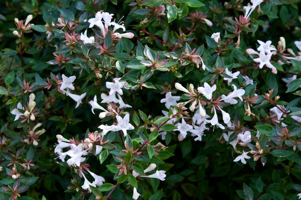  Abelia Op Rek (Abelia Grandiflora)