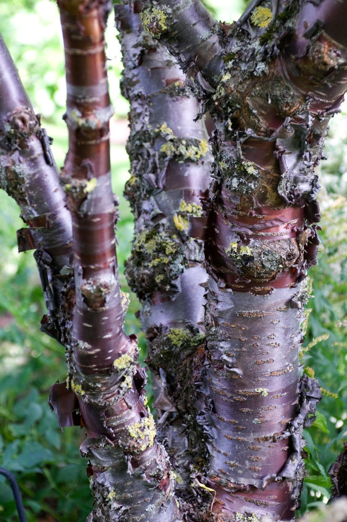  Tibetaanse Sierkers (Prunus Serrula)