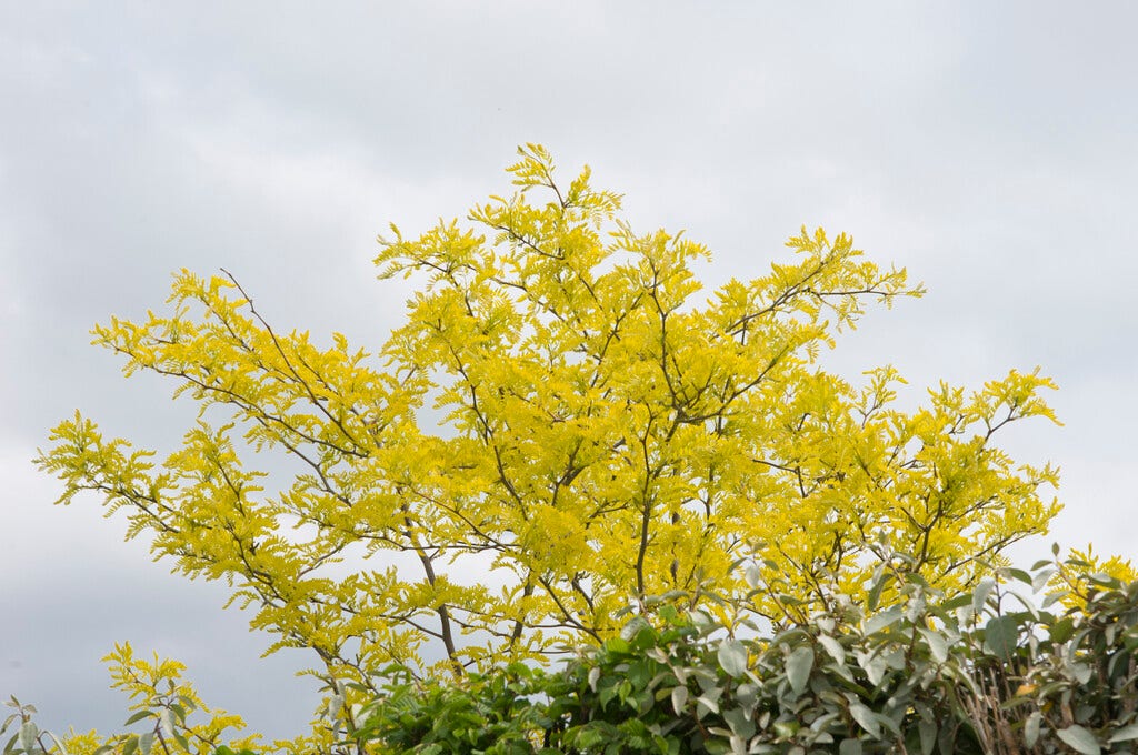  Grote Gleditsia (Gleditsia Triacanthos 'Sunburst')
