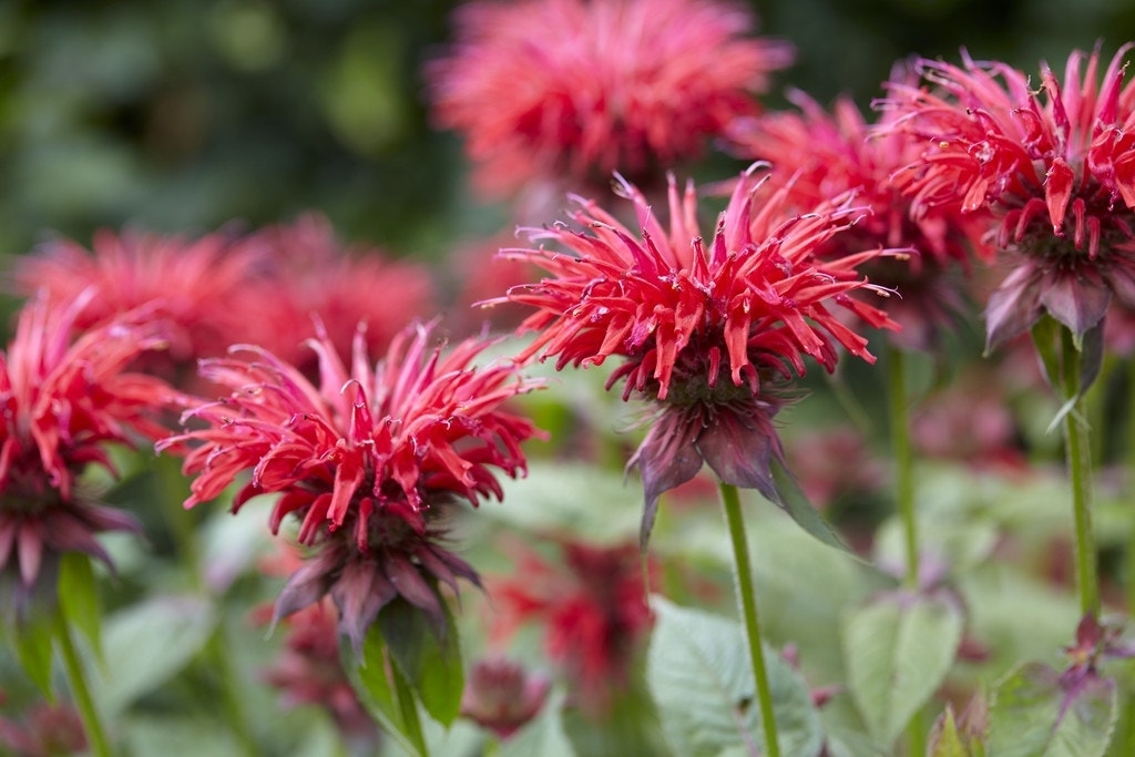  Bergamotplant (Monarda 'Gardenview Scarlet')