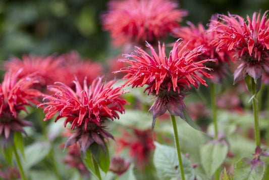  Bergamotplant (Monarda 'Gardenview Scarlet')