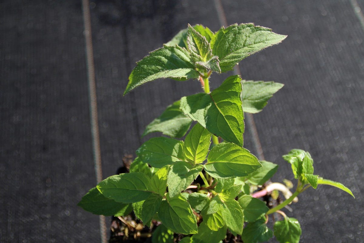  Bergamotplant (Monarda 'Gardenview Scarlet')