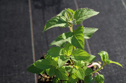  Bergamotplant (Monarda 'Gardenview Scarlet')